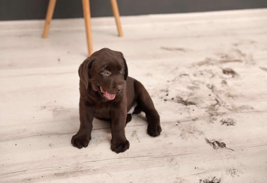 Puppy with Muddy Paw Prints