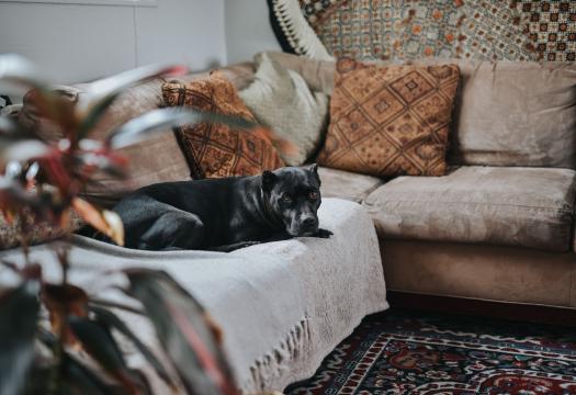 Removing Pet Hair from Upholstery