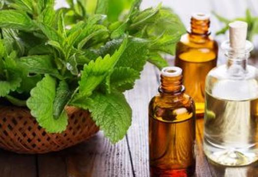 Herbs and bottles of oils