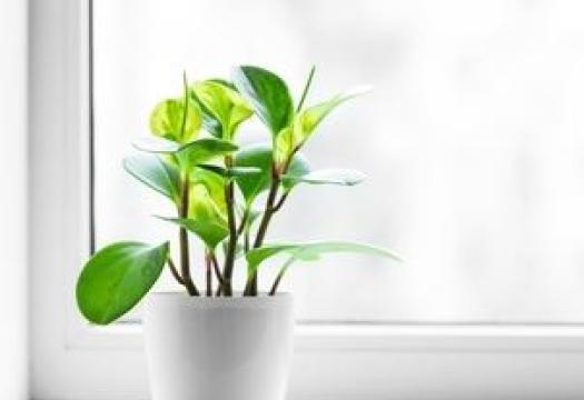Plant on windowsill